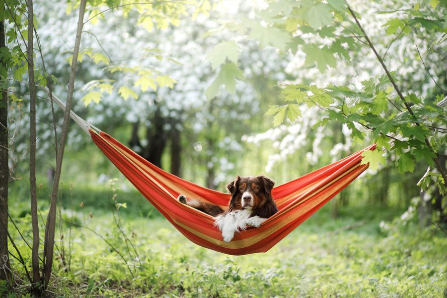 Australian shepherd lounging in a hammock in a sunny forest.